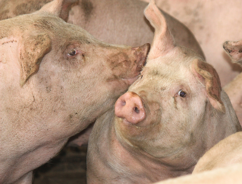 pigs