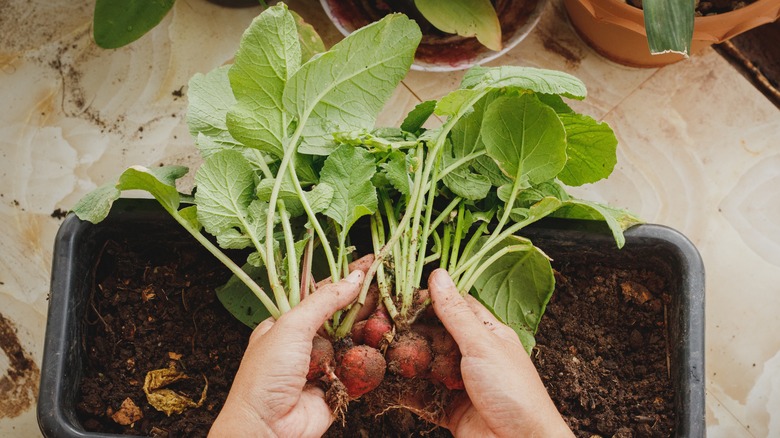 Person harvesting radishes 