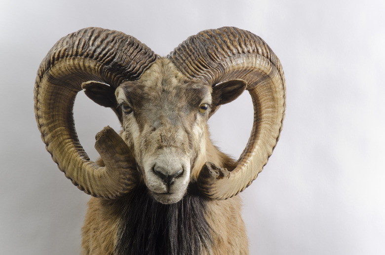 ram