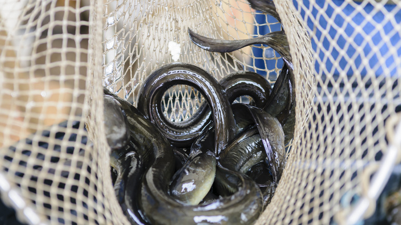 eels in a fishing net