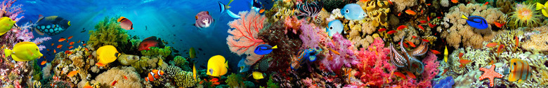 aquarium
