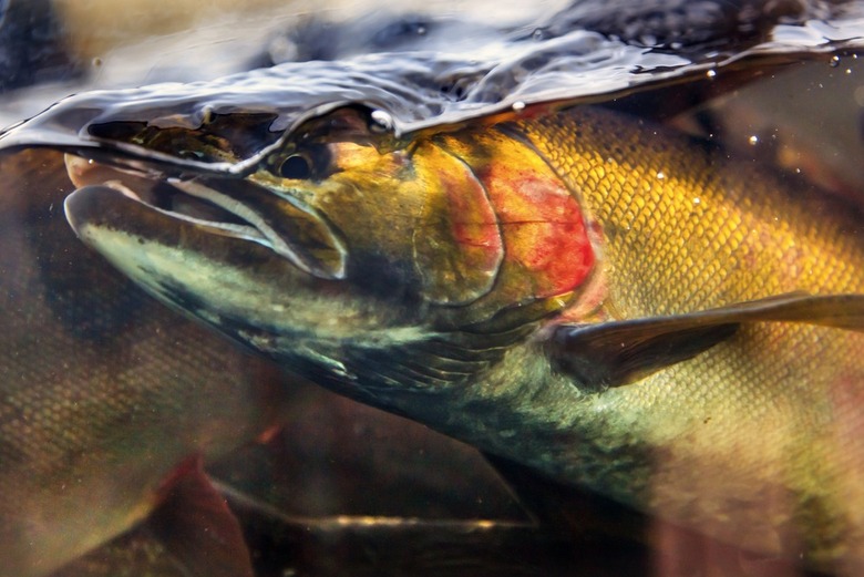Salmon Caught in Puget Sound Tests Positive for Caffeine, Nicotine, OxyContin, Valium, and Other Drugs
