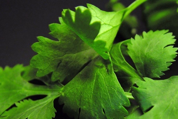 Cilantro