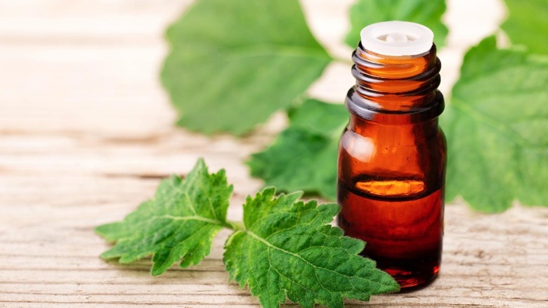 Bottle of patchouli essential oil with patchouli leaves
