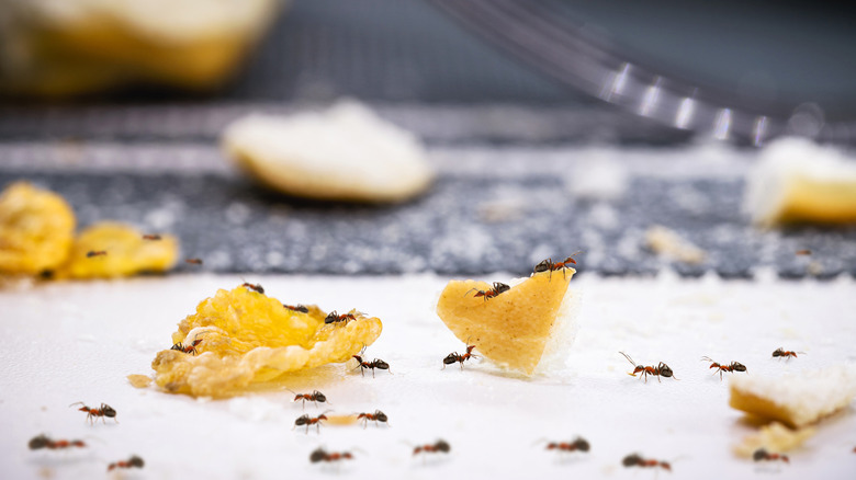Ants attracted to food crumbs on the kitchen counter