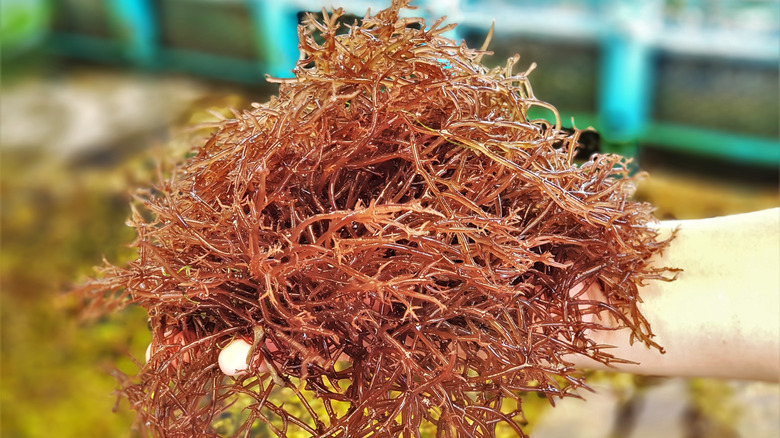 Seaweed harvested from a farm