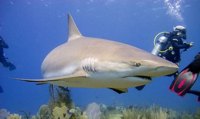 Shark tank