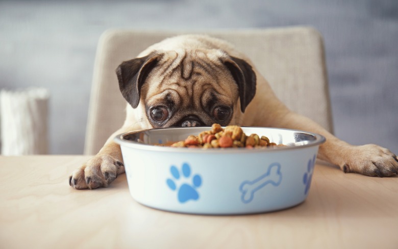 dog food