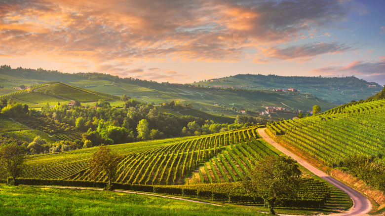 Piedmont countryside