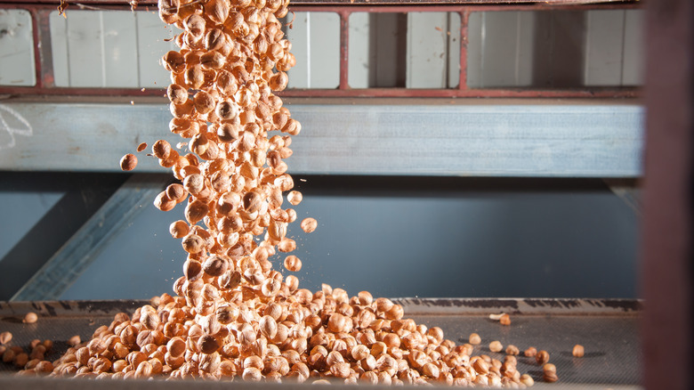 hazelnuts on a factory line