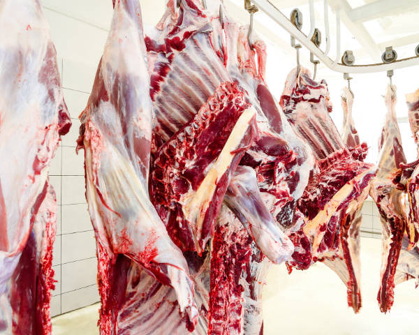 Rancho Slaughterhouse Allegedly Sold Meat from Cancer-Stricken Cows