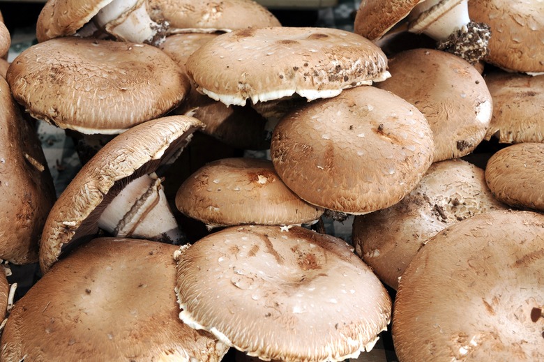 Humongus Fungus Festival (Crystal Falls, Mich.) 