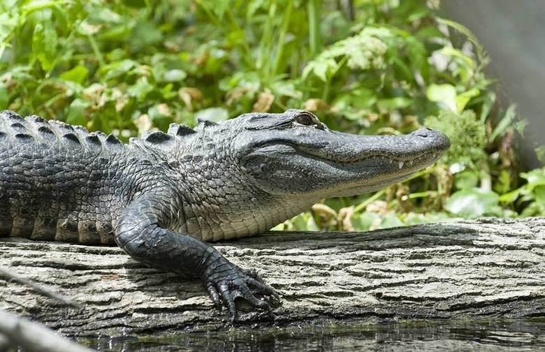 Python With Alligator and Frog (Florida)