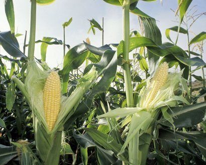Corn
