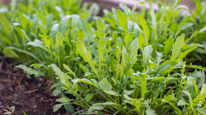 growing arugula plant