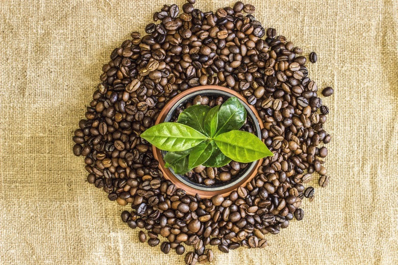 coffee