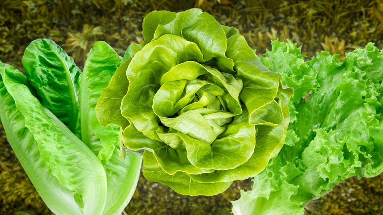 three heads of lettuce