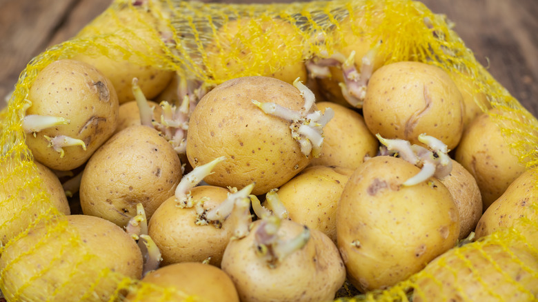 sprouting potatoes in a bag