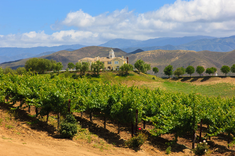 California Vineyard