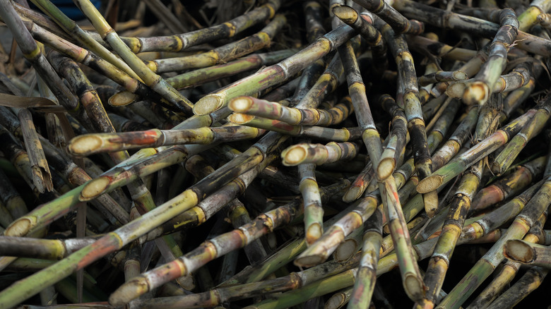 Cut sugar cane prior fresh from the fields