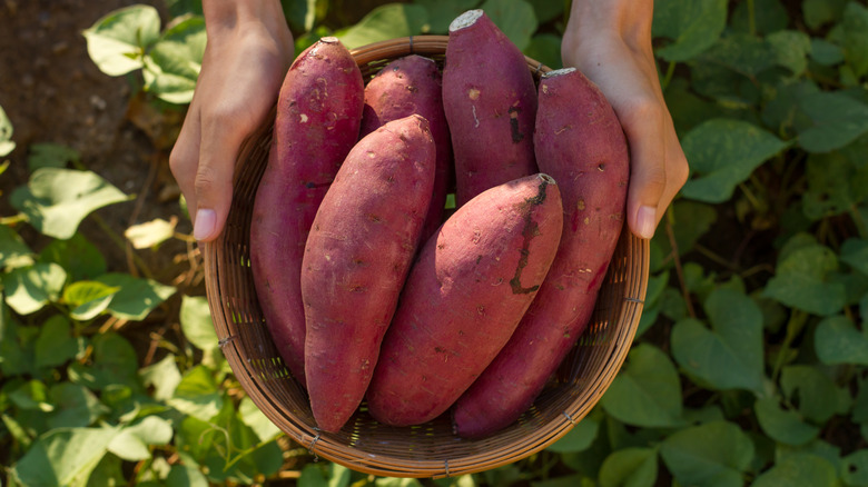 Person holding basket of sweet potatoes above green plants