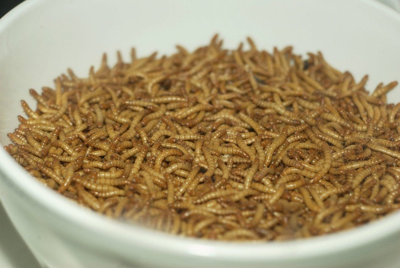 Giant bowl of meal worms