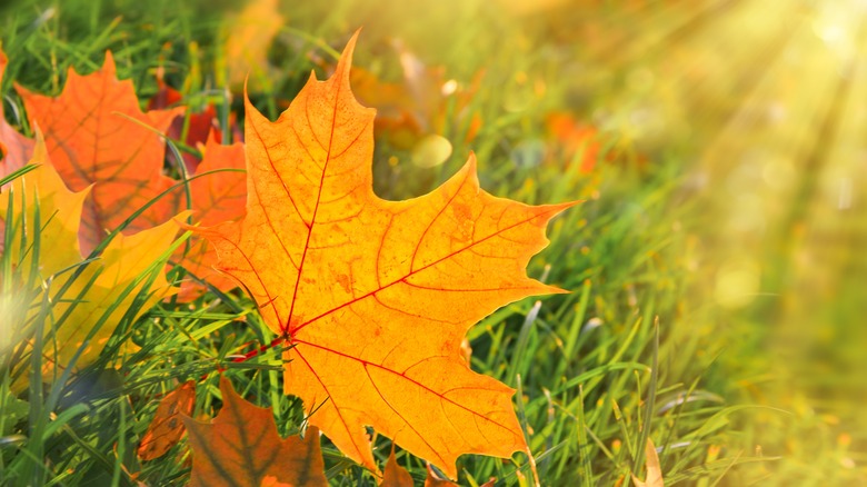Fall maple leaf backlit by sunlight