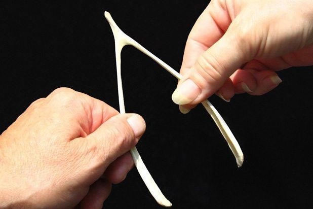 Wishbone