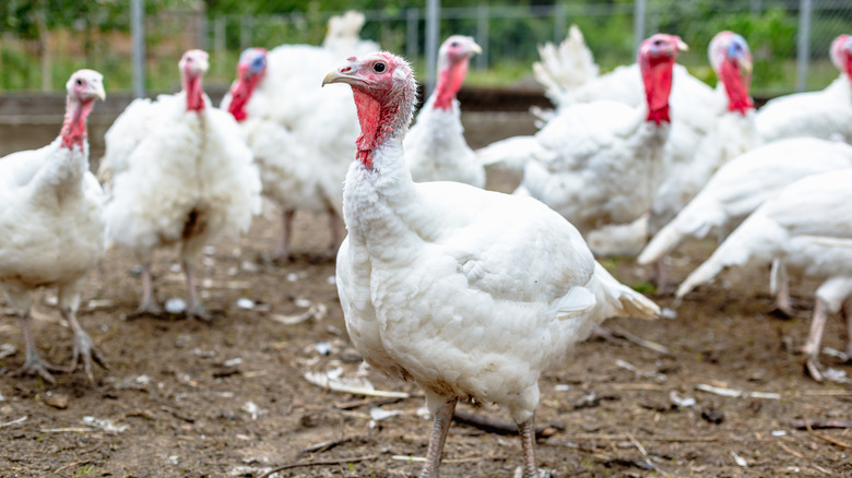 Flock of white turkeys on farm