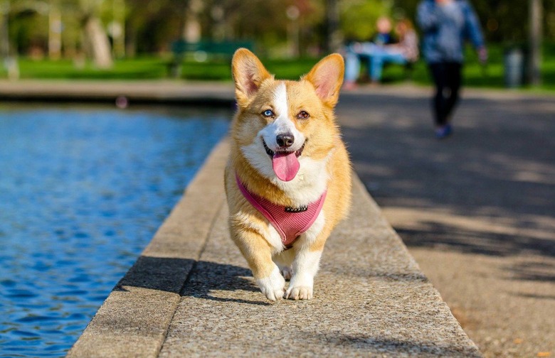 Dog deodorizer