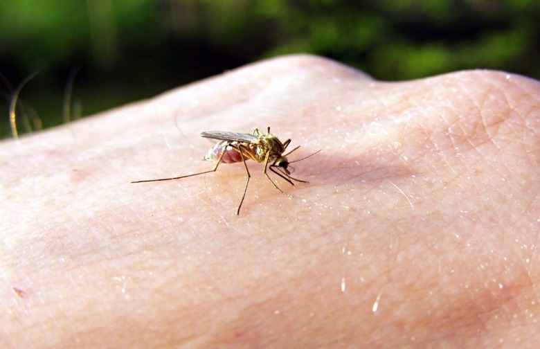 Insect bite relief