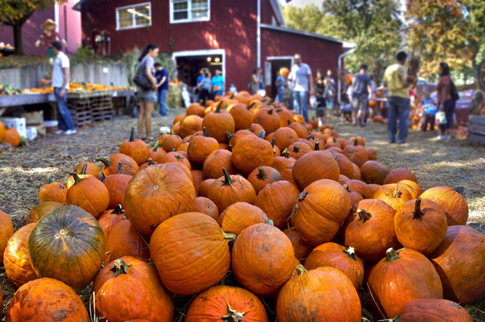 The 10 Best Pumpkin Patches in America