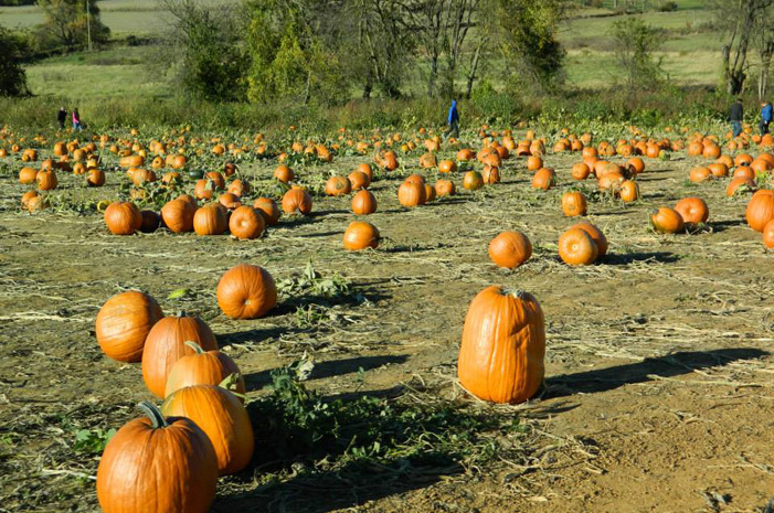 #4 Jumbo's Pumpkin Patch, Middleton, Md.