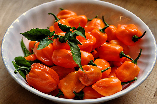 #11 Red Savina Habanero