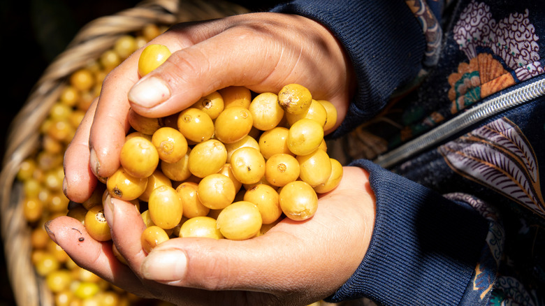 Freshly harvested catuai coffee 