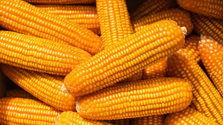 Corn on the cob