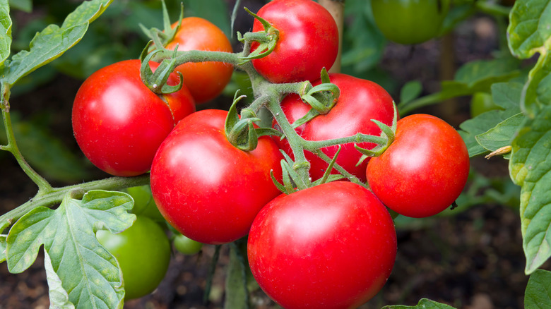 Tomatoes on vine in garden