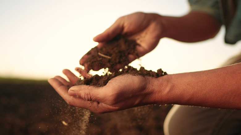 A close-up of hand holding soil