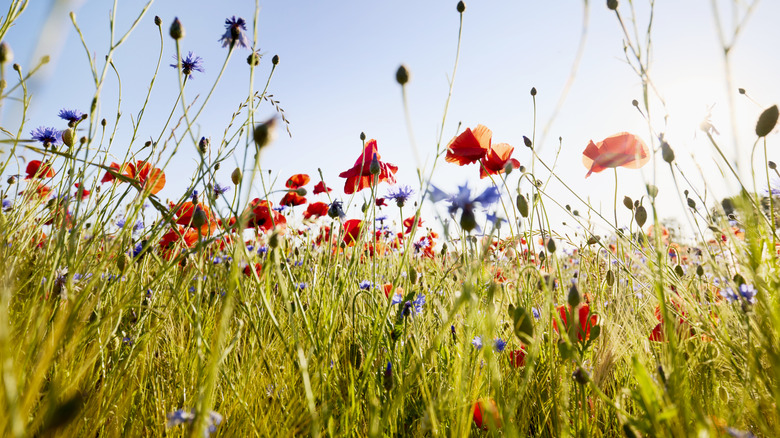 Wildflower meadow