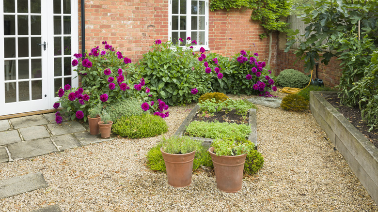 A small garden, with potted plants, flowers, and shrubs