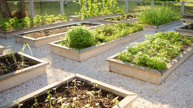 Raised beds in a garden