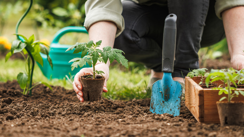 A person holds a small plant in a garden