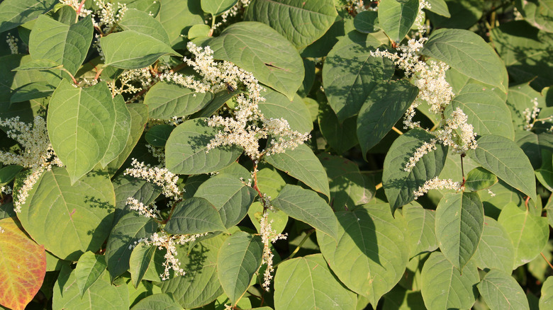 Japanese knotweed