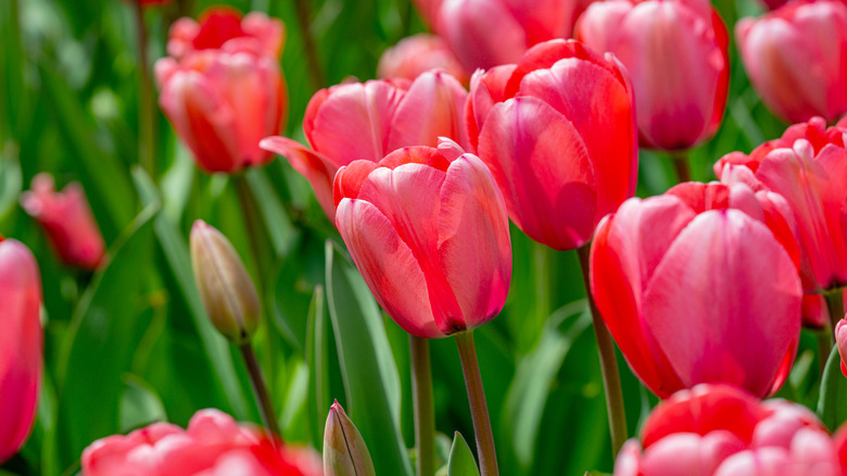 Red tulips