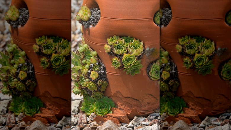 Strawberry pot filled with succulents