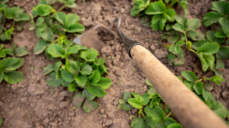 A hoe scrapes up dirt around a plant in a garden