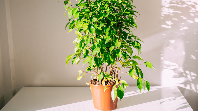A large, bushy plant sits in a container