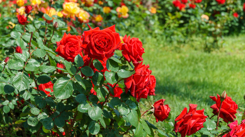 Red rose bushes