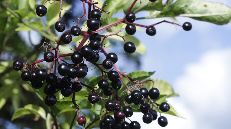 wild elberberry plant