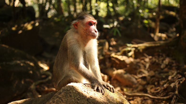 monkey in the wilderness